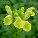 Scutellaria salvifolia