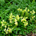 Scutellaria orientalis