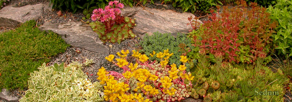 Sedum