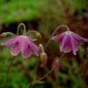 Semiaquilegia ecalcarata