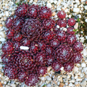 Sempervivum 'Crimson Velvet'
