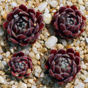 Sempervivum 'Nanja' #35