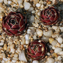 Sempervivum 'Velenovsky'