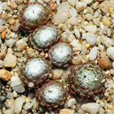 Sempervivum 'Xandra'