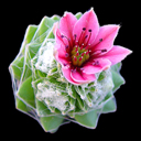 Sempervivum arachnoidea