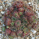 Sempervivum arachnoideum ? 2 #65