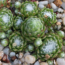 Sempervivum arachnoideum 'Aione'