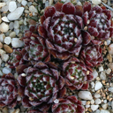 Sempervivum arachnoideum 'Anhogel'