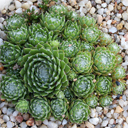 Sempervivum arachnoideum 'Encadin'