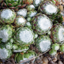 Sempervivum arachnoideum 'Gorges Dudalvis'