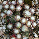 Sempervivum arachnoideum 'Heeri'