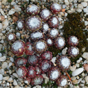 Sempervivum arachnoideum major