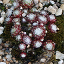 Sempervivum arachnoideum 'Minor'
