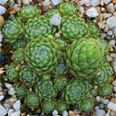 Sempervivum arachnoideum pyrenes oriental