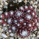 Sempervivum arachnoideum Stanfieldii
