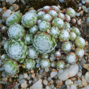 Sempervivum arachnoideum ex Cascade la Pisse