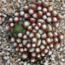 Sempervivum arachnoideum from Guilsaumes