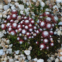 Sempervivum arachnoideum from Mt Viso