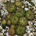 Sempervivum wulfenii