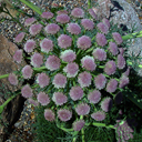 Seseli gummiferum