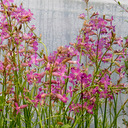 Silene atropurpurea