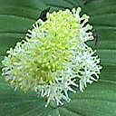 Smilacina racemosa