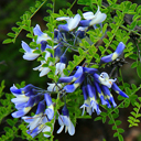 Sophora davidii