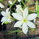 Sparaxis bulbifera