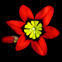 Sparaxis sp. mix
