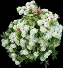 Spirea x vanhouttei 'Pink Ice'