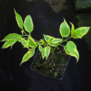 Stachyurus praecox aureovariegata