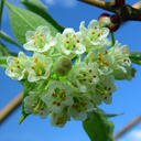 Staphylea trifolia