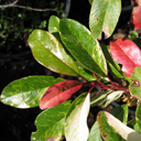 Stransvaesia (photinia) davidiana 'Palette'