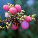 Symphoricarpos x doorenbosii Amethyst