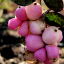 Symphoricarpos x �Magic Berry�