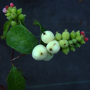 Symphoricarpos x doorenbosii 'White Hedge'