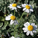 Tanacetum niveum
