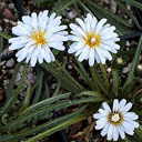 Taraxacum pamiricum JJH9209 395