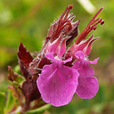 Teucrium chaemadrys compactum ex R.M.R.P