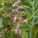 Teucrium massiliense Teucrium massiliense