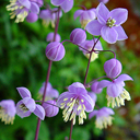 Thalictrum delavayi (dipterocarpum)