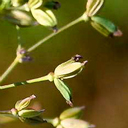 Thalictrum foetidum