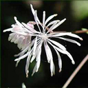 Thalictrum ichangense