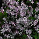 Thalictrum kiusianum