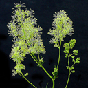Thalictrum lucidum