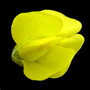 Thermopsis montana v montana Thermopsis montana v montana