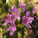 Thymbra capitata