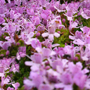 Thymus caespititius