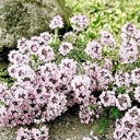 Thymus leucotrichus