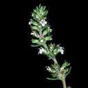 Thymus mastichina
